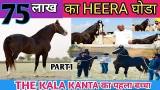 kala kanta ka phela बच्चा  HEERA 75 लाख  ka | मारवाड़ी घोड़ा हीरा | Beniwal STUD FARM | PART- 1