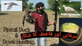 Dove and Pintail Duck Hunting with Artimas SR 1000 & PCP Airgun