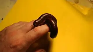 Mnohonozky.cz - Ophistreptus guineensis