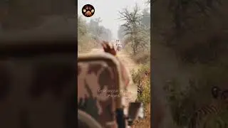 Close Encounter of Tiger and Man on Bike #shorts #discoverwildpaws