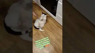 Стэтхэм о зделке🐈&zwj;⬛😻❤️&zwj;🔥 #видосыоткота #cat #memes #юмор #популярное #recommendations #mem #кот