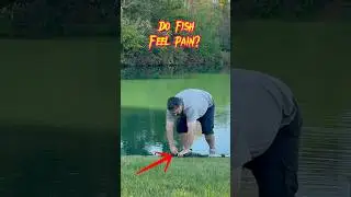 Do Fish Feel PAIN? And Do You CARE?! 🎣🐟😰 #shorts #fishing