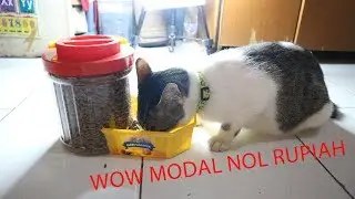 DIY Dispenser Food untuk Kucing dari barang bekas