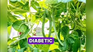 This One Veggie Can Help Control Blood Sugar!Diabetic? #bloodsugarcontrol #Type2 #holistichelp