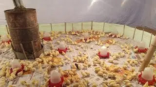 One Day 🐥 Brooding Rubi poultry farming  is live!