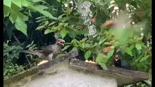 Rare birds in Sri Lanka (Eating food) - Travel with Ceylon Green Apple - Birds and Animals
