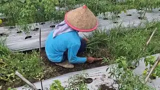 EASY CHILI FIELD WEED CONTROL: QUICK AND EFFICIENT WITH A SICKLE - Agriculture Farming