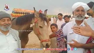  तिलवाड़ा पशु मेला 2023 🐫 | Stunning Horses at Balotra Horse Fair🐴✨🐪 Mallinath Cattle Fair Tilwara