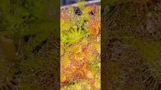 Sweet sticky Sundew catches a few ants 🦠🐜 #sundew #drosera #spatulata #aliencultivations