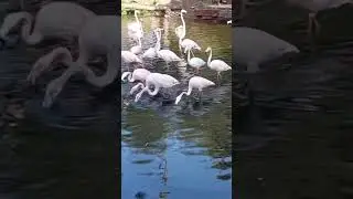 Flamingos are elegant wading birds known for their distinctive pink plumage and long, slender legs.