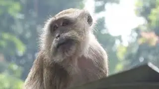 Long-tailed Macaque, Macaca fascicularis, Mt Merapi, Java, Indonesia, 3 Aug 2024 (8/8)