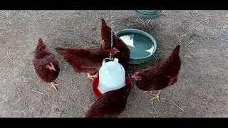 How I keep my chicken's water cold in the summer.