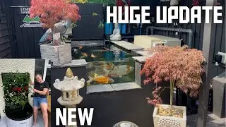 KOI POND**huge update**ALL THE PONDS AND EQUIPMENT I USE NEW POND IS LOOKING COOL