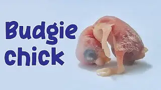 How baby Budgie grows up? Baby bird growing up timelapse