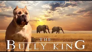MUFASSA A BIGGER AND NICER AMERICAN BULLY THAN YOU'RE USE TO