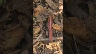 A Sign I am Headed the Right Direction? Good Medicine? Cardinal Feather Around a Newly Planted Tree!