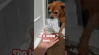 my dog is helping  me #pets #dog #shorts #followers #animals #cute