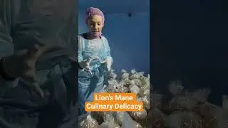 Lion's Mane Mushroom Culinary Delicacy