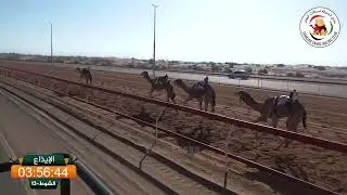 ميــدان الذيد - ش 13 الإيذاع 19/01/2026 نعيمان لـ سعيد مظفر محمد العامري.  التوقيت: 9:43:09