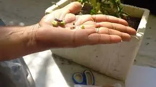 Why Deadheading of plants is very important 🤔!!