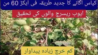 Cotton Sowing Method Pest Resistance & Seed Germination Best Varieties 
