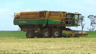Mount View Pea Harvest 2025