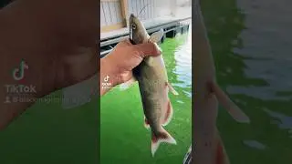 Channel Catfish for the fryer #ultralightfishing #catfish #channelcatfish #fishing
