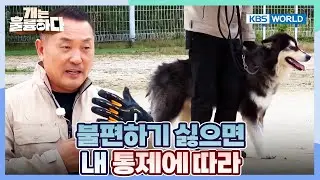 How to Properly CONTROL Your Dog🐕‍🦺 [Dogs Are Incredible:Ep.10-4] | KBS WORLD TV 260120