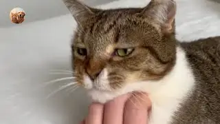 Karen the Cat Copies EVERYTHING Her Dad Does 😹 (Too Funny!) | Tails_H2me