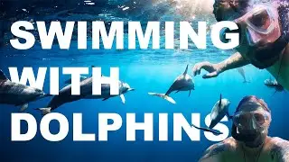 Is Swimming with Dolphins in Bali Worth It?
