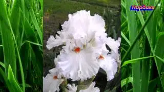 Купить ирисы высокие бородатые.