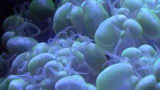 Bubble Coral My Experience