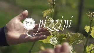 Pizzini Wines | Springtime in the King Valley