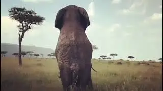 Animal Mating | Elephant Mating | Animal Breeding