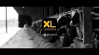 Vitalac | XL Grain, votre alternative au soja. Am&eacute;liorez le potentiel de vos c&eacute;r&eacute;ales fermi&egrave;res !