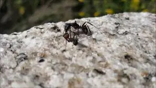 Talking ants