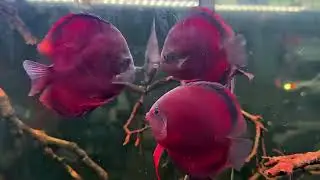 #discusfish #angelfish #tetras #cardinal #neontetras #fishtank #aquarium