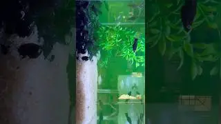 Marine meditation 🧘 by chef Sachin Pawar Mysore #aquarium #youtuber #marine #meditation #yoga #vlog