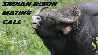 Indian Bison Mating Call | Never seen before! | JLR | Bandipur Tiger Reserve | Safari.