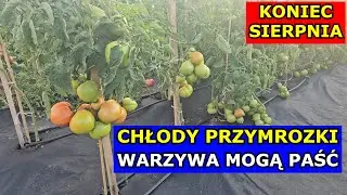 Przygotuj się na Przymrozki i Chłody. Mogą Paść Warzywa. Pomidory, Og&oacute;rki, Arbuzy, Papryka, Cukinia.