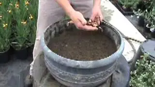 How to plant a lotus