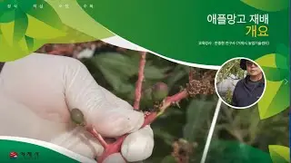 1 애플망고 재배기술 (개요)