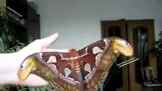 Huge Butterfly
