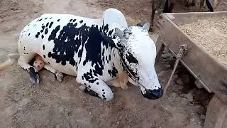 qurbani janwar 2024#bird#FSD mandi bypass #