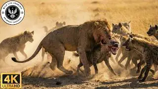 Un Paradoxe Insens&eacute; : Pourquoi un Buffle a-t-il Sauv&eacute; la Vie d&rsquo;un Lion ?#Documentaireanimalier