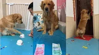 🐕🐕🐕Best Pets Dog Golden Retriever Puppies Videos So Funny And Lovely
