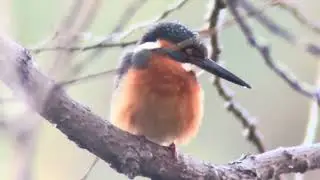 善福寺公園　カワセミ
