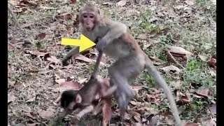 Pity Baby Monkey was Kidnapped By Duchess - Little Monkey - Baby Crying Loudly Coz Scaring