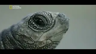 Turtle 🐢 Ocean connectivity world survive