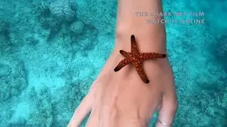 THE SHARK NET FILM - Trailer